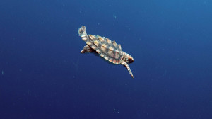 TurtleOriginal